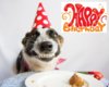 Smiling-Dog-B-day.jpg