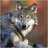 GrayWolf