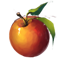 Vorschaubild für Datei:ESO Icon Äpfel.png