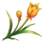 Blüten der Pflanze