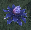 Eine blaue Mana-Blüte