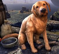 ESO Bravil-Apportierhund Promotion.jpg