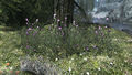 Eine Ansammlung von violetten Bergblumen