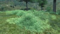 Gras grün Cyrodiil.jpg