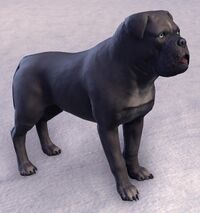 ESO Grauer Morthal-Mastiff.jpg