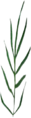 Wiesenschaumkraut-Blätter