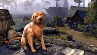 ESO Bravil-Apportierhund Promo.jpg