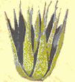 Abbildung von Aloe Vera aus dem Buch Hammerfells Flora