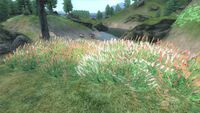 Gras bunt Cyrodiil.jpg