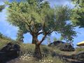 Lorbeerbaum auf Vvardenfell