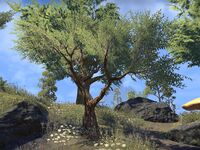 ESO Lorbeerbaum - Vvardenfell.jpg